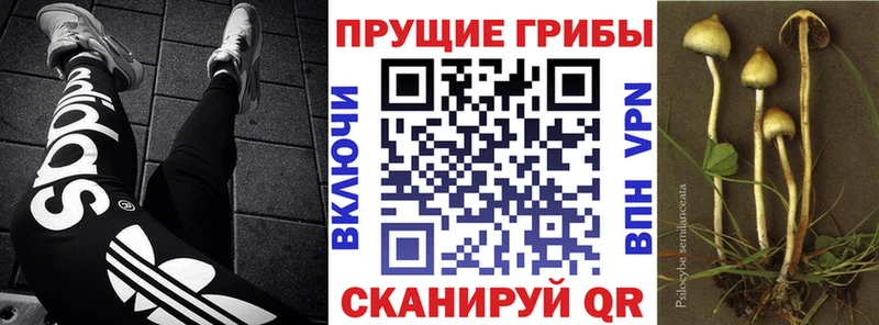 Купить где  Себеж  Галлюциногенные грибы мухоморы 